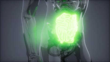 Radiologieuntersuchung-Des-Menschlichen-Dünndarms